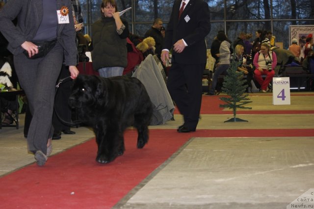 Фото: ньюфаундленд Топтыжка Сияние от Айсберга