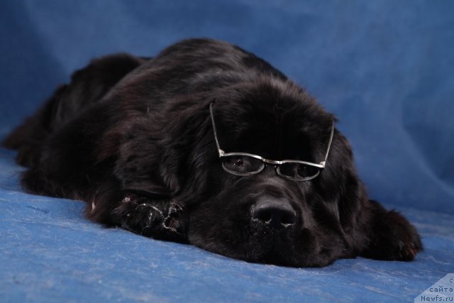 Фото: ньюфаундленд Питерньюф Монте Кристо (Piternyuf Monte Kristo)