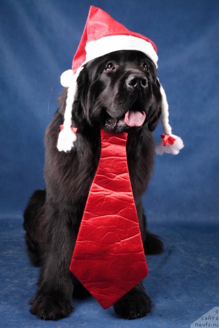 Фото: ньюфаундленд Питерньюф Монте Кристо (Piternyuf Monte Kristo)