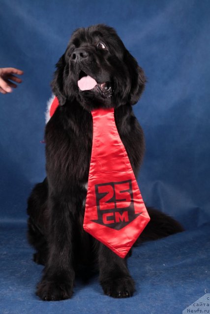 Фото: ньюфаундленд Питерньюф Монте Кристо (Piternyuf Monte Kristo)