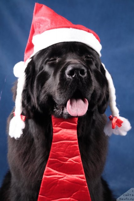 Фото: ньюфаундленд Питерньюф Монте Кристо (Piternyuf Monte Kristo)