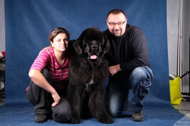 Фото: ньюфаундленд Питерньюф Монте Кристо (Piternyuf Monte Kristo), Дарья Хижняк, Алексей Хижняк