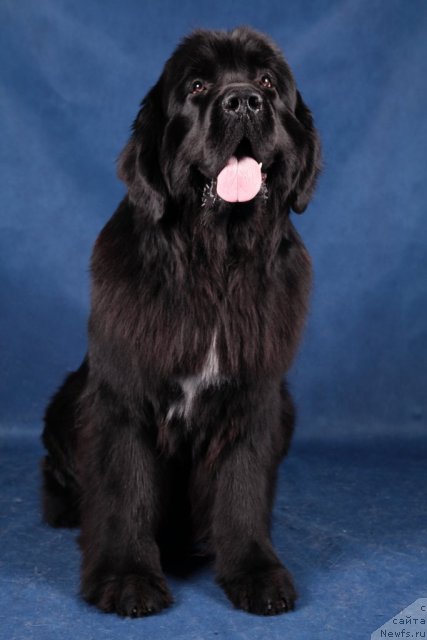 Фото: ньюфаундленд Питерньюф Монте Кристо (Piternyuf Monte Kristo)