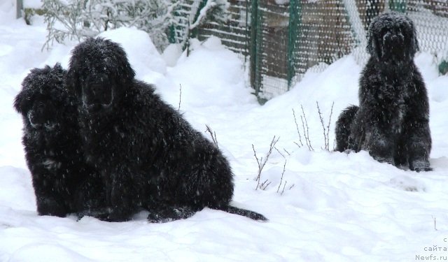 Фото: ньюфаундленд Плюшевая Панда Чери Свис (Plushevaya Panda Cheri Suisse), ньюфаундленд Плюшевая Панда Черри Бренди (Plushevaya Panda Cherry Brandy)