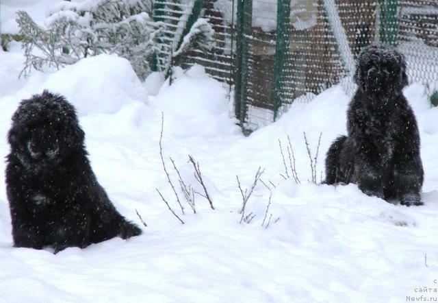 Фото: ньюфаундленд Плюшевая Панда Чери Свис (Plushevaya Panda Cheri Suisse)