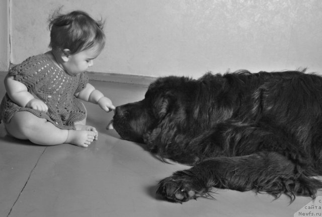 Фото: ньюфаундленд Звездный Ангел