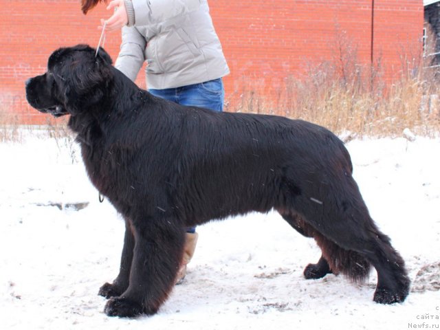 Фото: ньюфаундленд Питерньюф Монте Кристо (Piternyuf Monte Kristo)