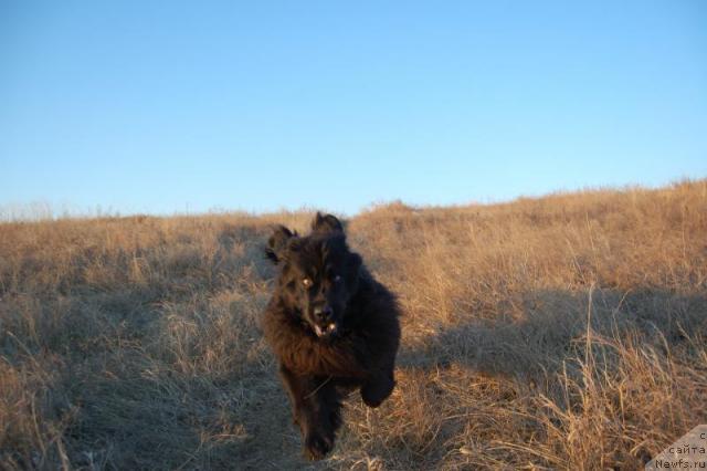 Фото: ньюфаундленд Лесная Сказка Роза Черная