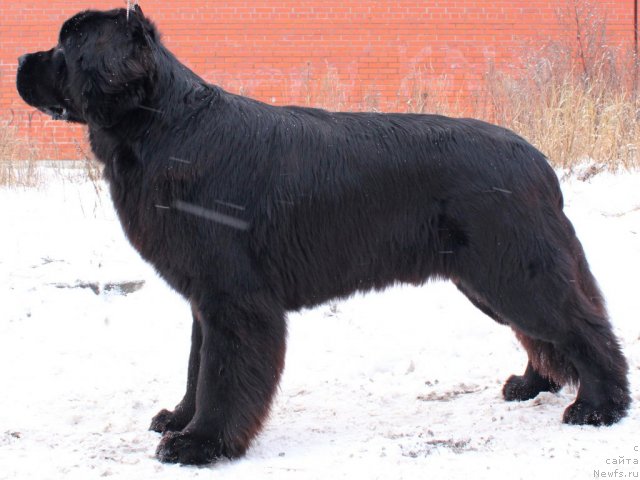 Фото: ньюфаундленд Питерньюф Монте Кристо (Piternyuf Monte Kristo)