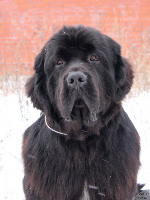 Фото: ньюфаундленд Питерньюф Монте Кристо (Piternyuf Monte Kristo)