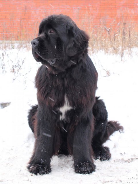 Фото: ньюфаундленд Питерньюф Монте Кристо (Piternyuf Monte Kristo)