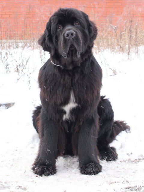 Фото: ньюфаундленд Питерньюф Монте Кристо (Piternyuf Monte Kristo)