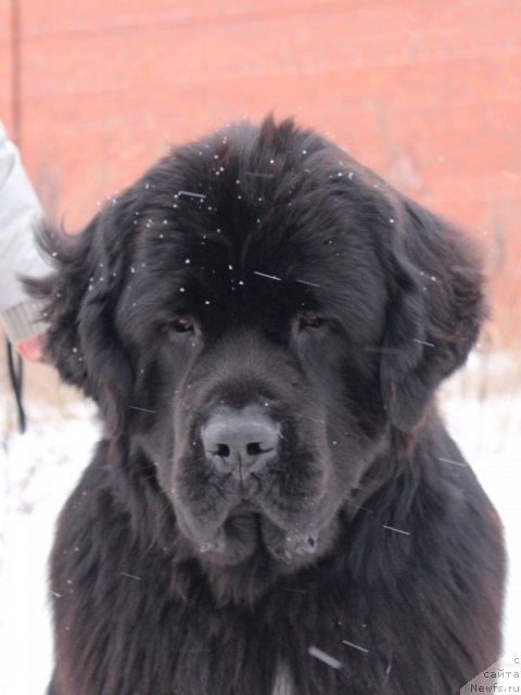 Фото: ньюфаундленд Питерньюф Монте Кристо (Piternyuf Monte Kristo)