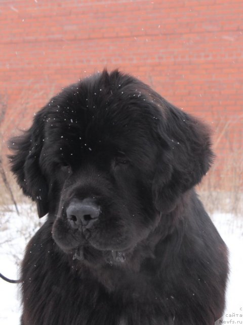 Фото: ньюфаундленд Питерньюф Монте Кристо (Piternyuf Monte Kristo)