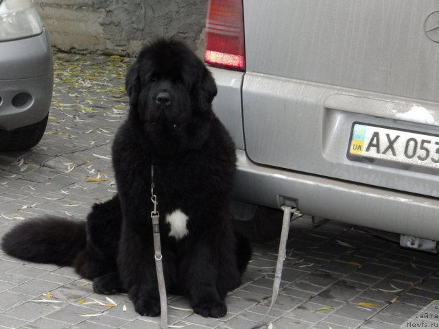 Фото: ньюфаундленд Бегущая по Волнам Регатта Катти Сарк