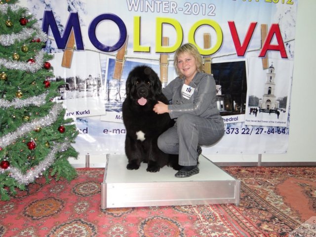 Фото: ньюфаундленд Бегущая по Волнам Регатта Катти Сарк