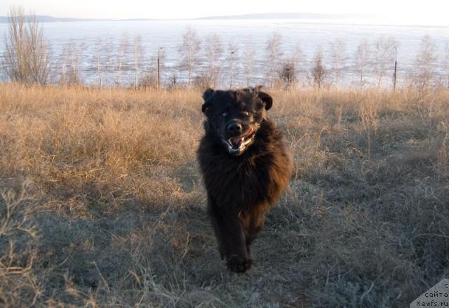 Фото: ньюфаундленд Лесная Сказка Роза Черная