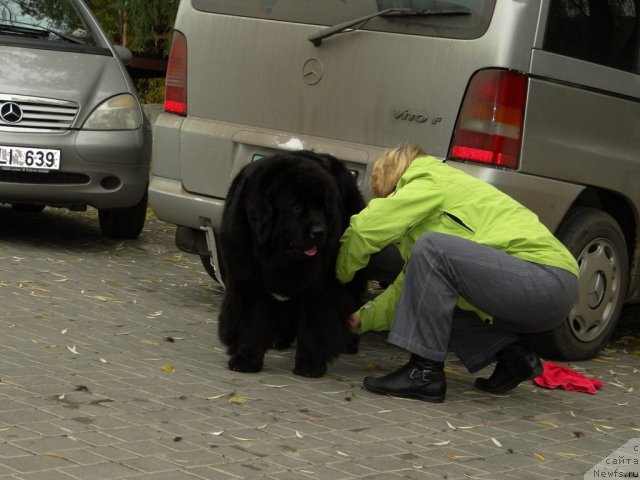Фото: ньюфаундленд Бегущая по Волнам Регатта Катти Сарк