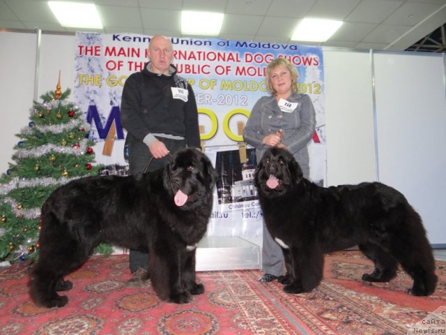 Фото: ньюфаундленд Бегущая по Волнам Регатта Катти Сарк