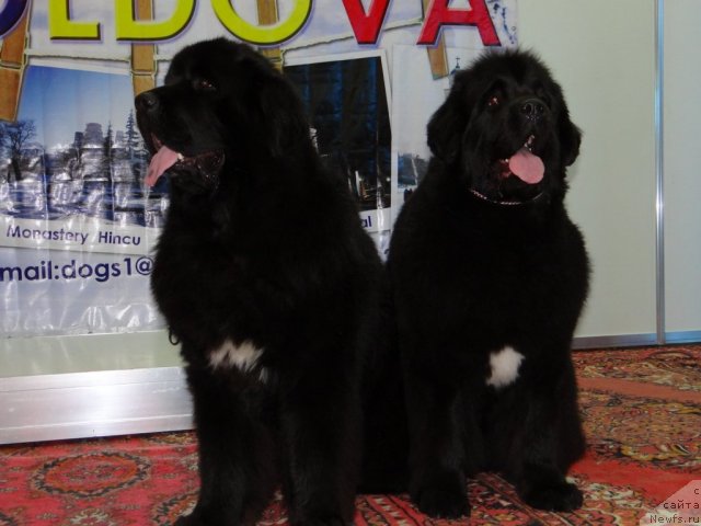 Фото: ньюфаундленд Бегущая по Волнам Регатта Катти Сарк