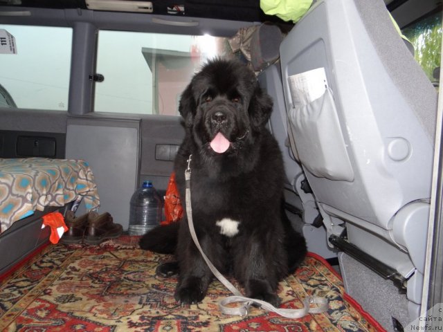 Фото: ньюфаундленд Бегущая по Волнам Регатта Катти Сарк