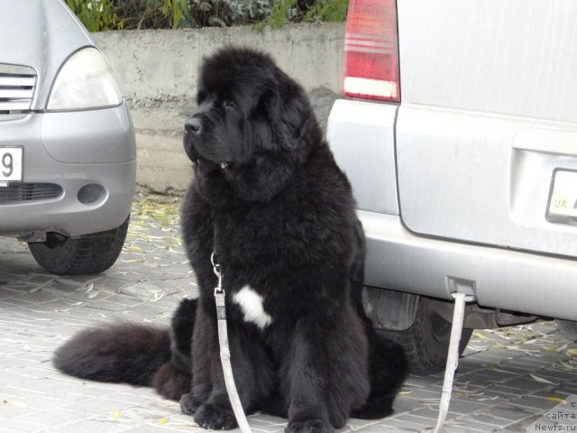 Фото: ньюфаундленд Бегущая по Волнам Регатта Катти Сарк