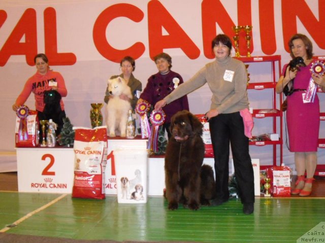 Фото: ньюфаундленд Хорунжий с Берега Дона (Horunzhy s Berega Dona)