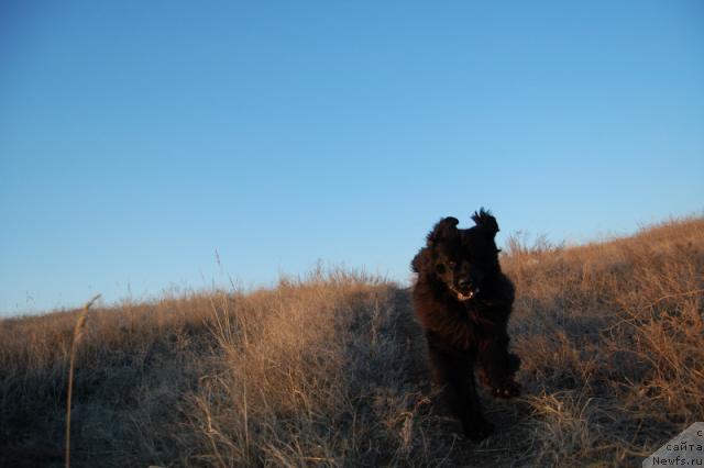 Фото: ньюфаундленд Лесная Сказка Роза Черная