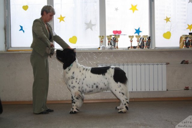 Фото: ньюфаундленд Сказочная Кроха Прелестная Блонди