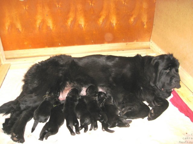 Фото: ньюфаундленд Потап Цатриона