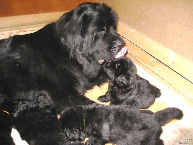 Фото: ньюфаундленд Потап Цатриона