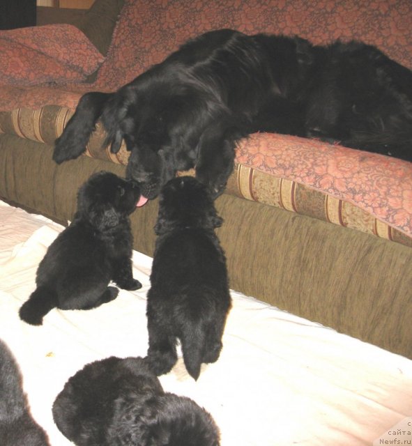 Фото: ньюфаундленд Потап Цатриона