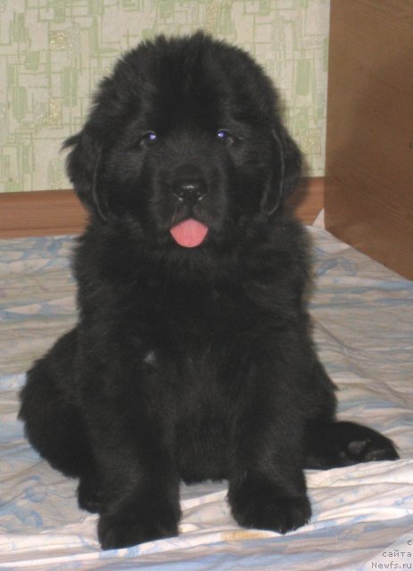 Фото: Щенок от  [d10271]и [d8583]