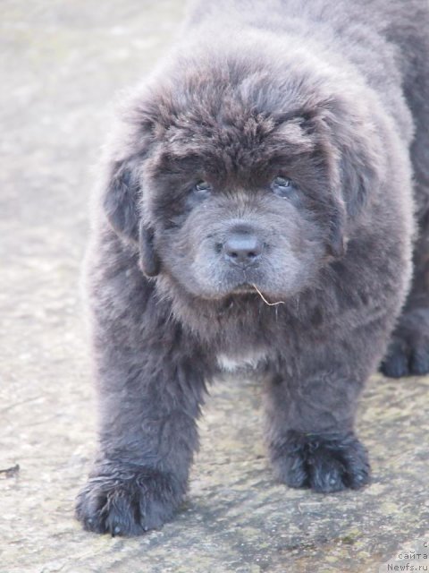 Фото: Evanpark Phantom