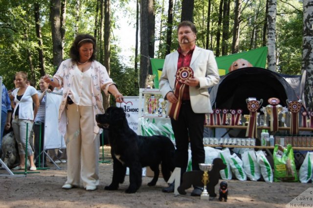Фото: ньюфаундленд Белкондер-Клаб Угли-Бугли (Belkonder-Club Ugli-Boogli)