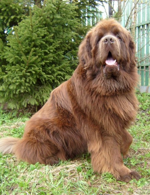 Фото: ньюфаундленд Фанньюф Голд Кап