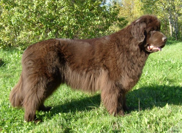 Фото: ньюфаундленд Фанньюф Гостья из Будущего (Funnewf Gostia iz Buduschego)