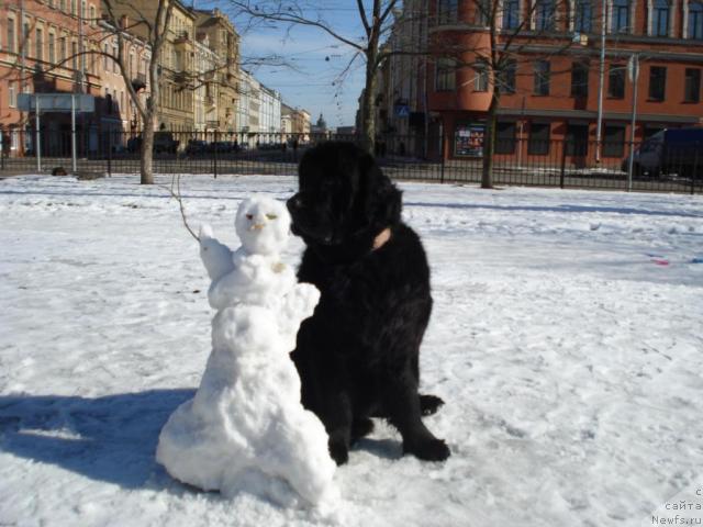 Фото: ньюфаундленд Талула Белл (Talula Bell)