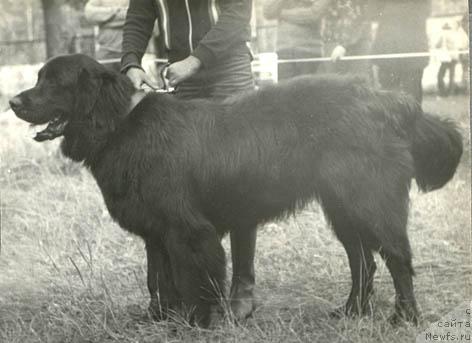 Фото: ньюфаундленд Макси