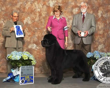 Фото: ньюфаундленд Seabrooks Tantrums And Tiaras