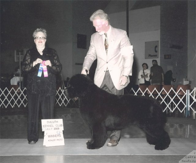 Фото: ньюфаундленд Timbermists Beyond Midnight