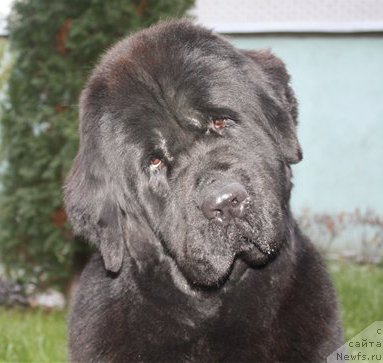 Фото: ньюфаундленд Избранница Небес Каталина (Izbrannitsa Nebes Katalina)