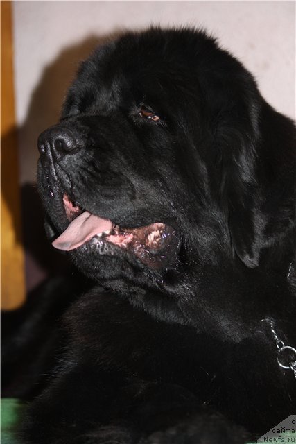 Фото: ньюфаундленд Избранница Небес Каталина (Izbrannitsa Nebes Katalina)