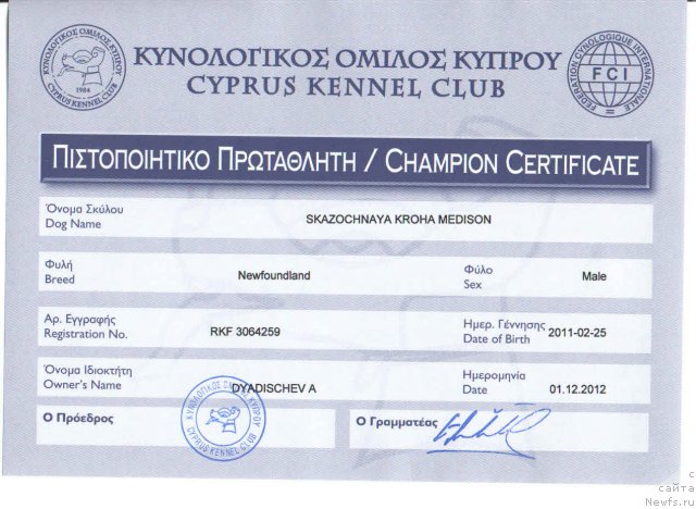 Фото: ньюфаундленд Сказочная Кроха Медисон (Skazochnaya Kroha Medison)