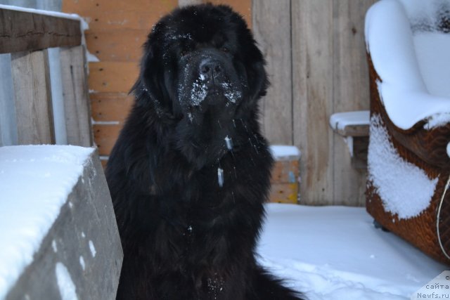 Фото: ньюфаундленд Супер Премиум Амелия Экшен