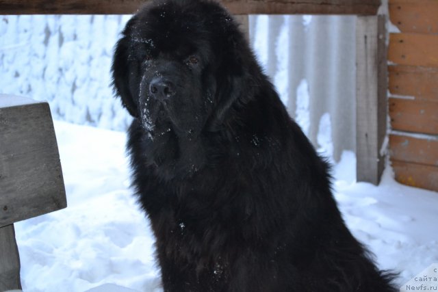 Фото: ньюфаундленд Супер Премиум Амелия Экшен