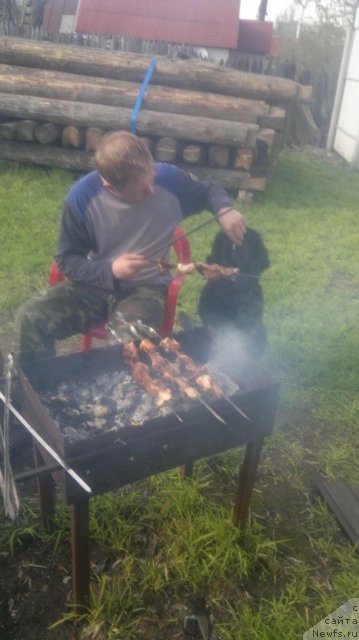 Фото: ньюфаундленд Сент Джонс Юкатан