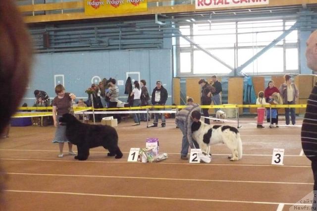 Фото: ньюфаундленд Супер Бизон Батон, ньюфаундленд Денди Денжер из Медвежьего Яра (Dendi Denger iz Medvejyego Yara), Сергей Селезнев, Татьяна Абутова