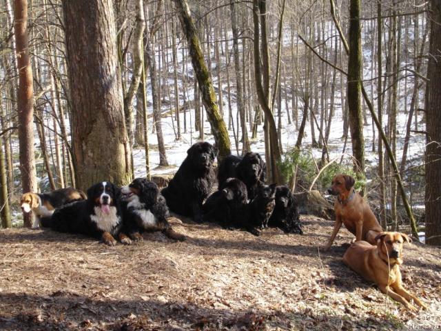 Фото: Таф, Тай, Грань, ньюфаундленд Чанси из Золотого Треугольника, ньюфаундленд Амулет Любви и Счастья (Amulet Lyubvi i Schastya), ньюфаундленд Сангрия, Фэста, ньюфаундленд Норт Фэйс Лаванда, Мел, Джой