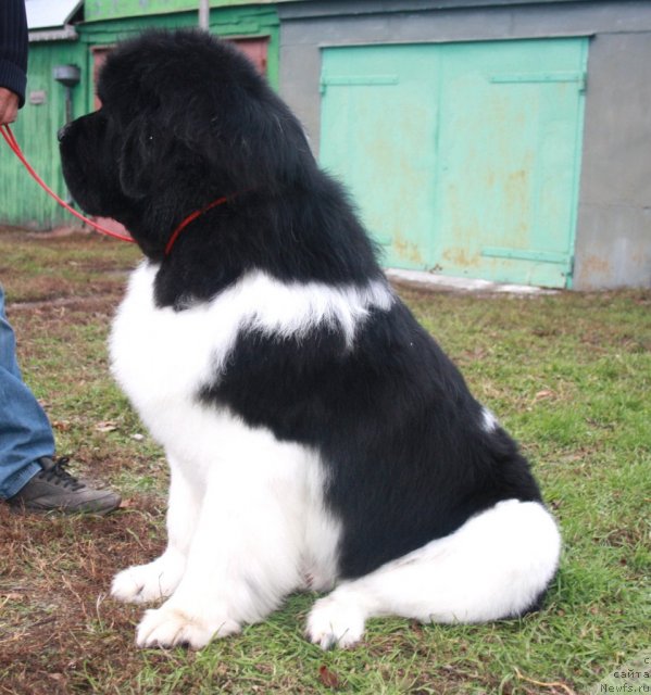 Фото: ньюфаундленд Супер Премиум Ему Нет Равных